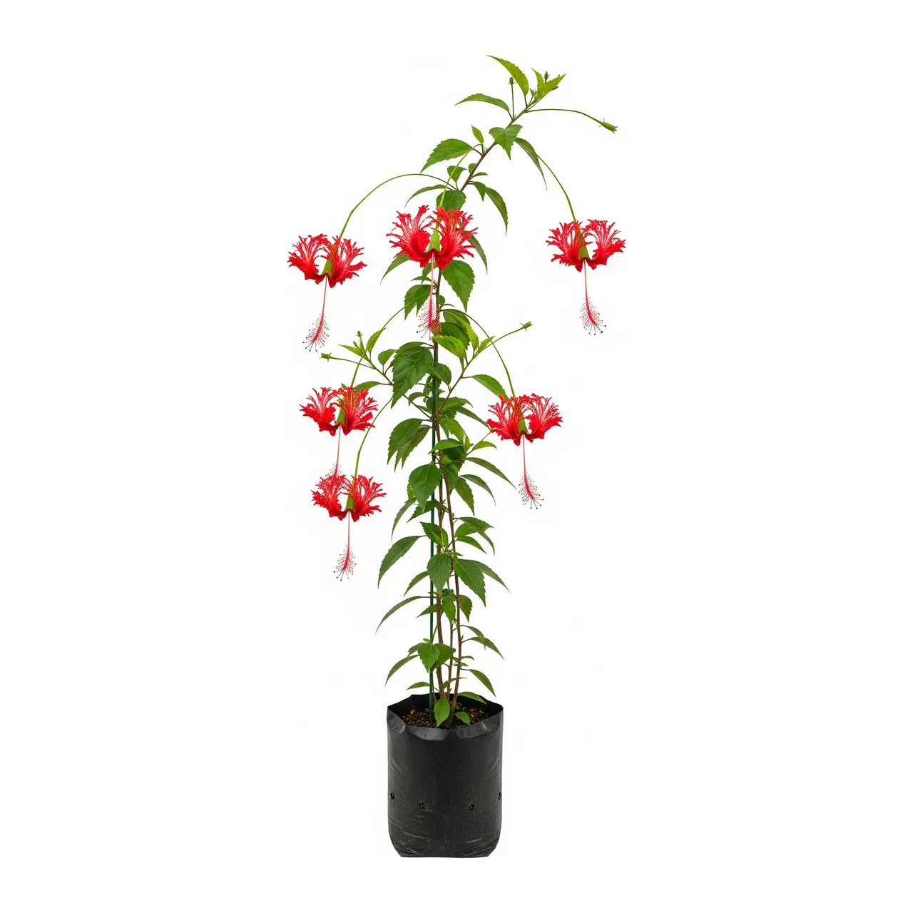 Muda de Hibisco Crespo em saco de viveiro, fundo branco