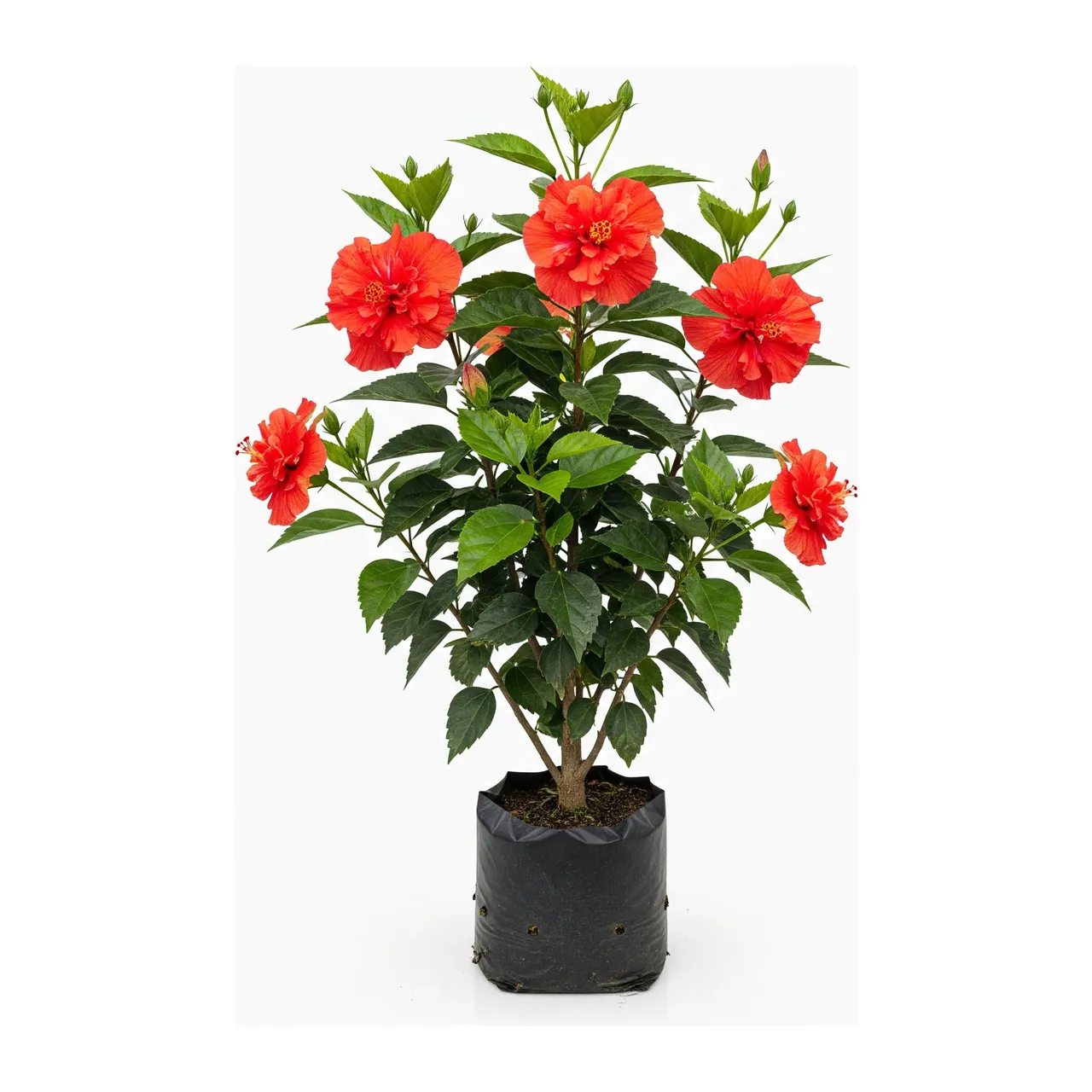 Muda de Hibisco Dobrado em saco de viveiro, fundo branco