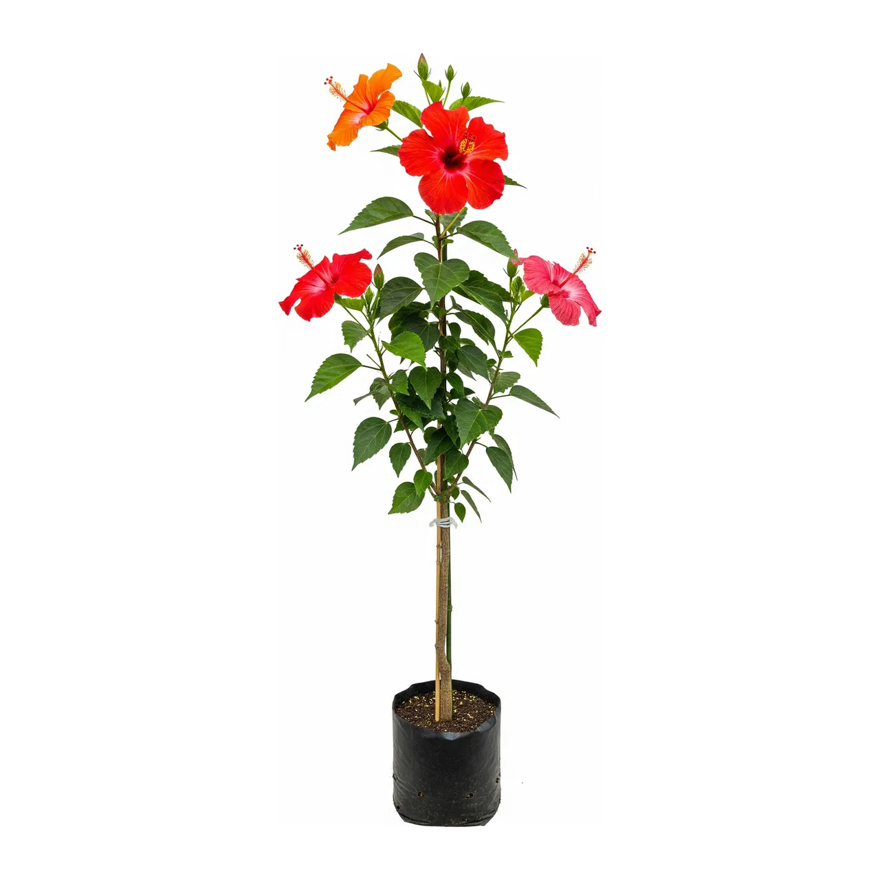 Muda de Hibisco em saco de viveiro, fundo branco