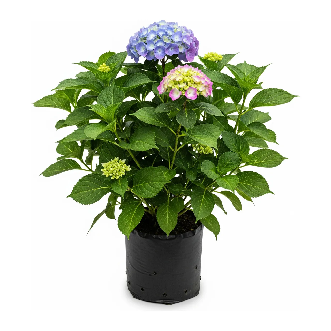 Muda de Hortênsia em saco de viveiro, fundo branco