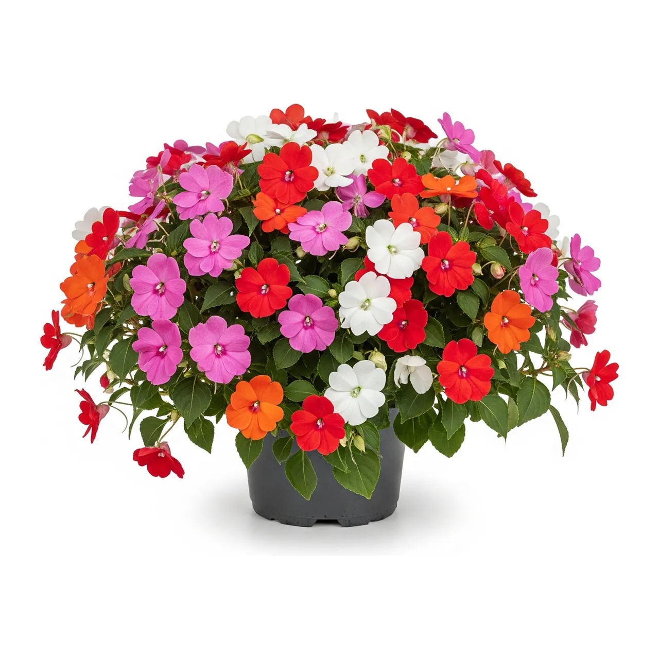 Muda de Impatiens em saco de viveiro, fundo branco