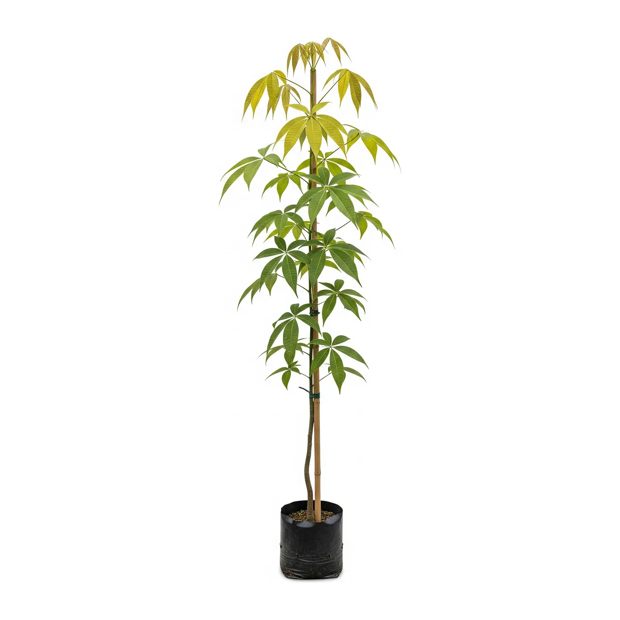 Muda de Verbena Muda de Ipê Amarelo (Handroanthus albus)