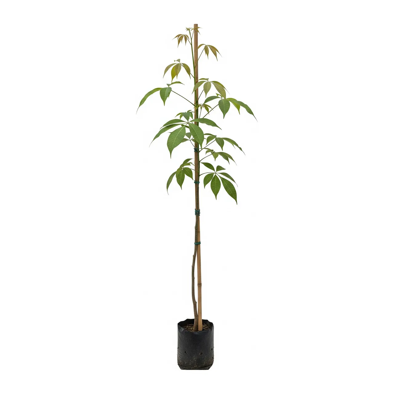 Muda de Verbena Muda de Ipê Branco (Tabebuia roseoalba)