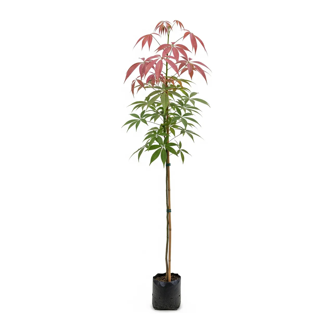 Muda de Verbena Muda de Ipê Rosa (Handroanthus heptaphyllus)