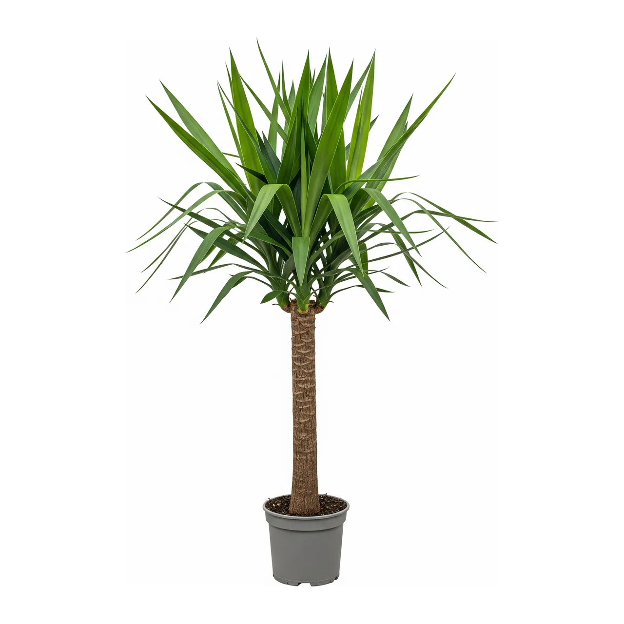 Muda de Iuca (Yucca elephantipes)