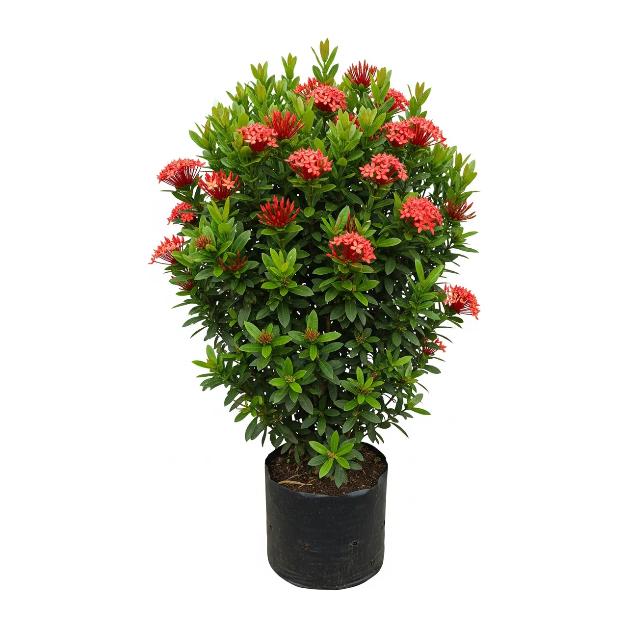 Muda de Ixora em saco de viveiro, fundo branco