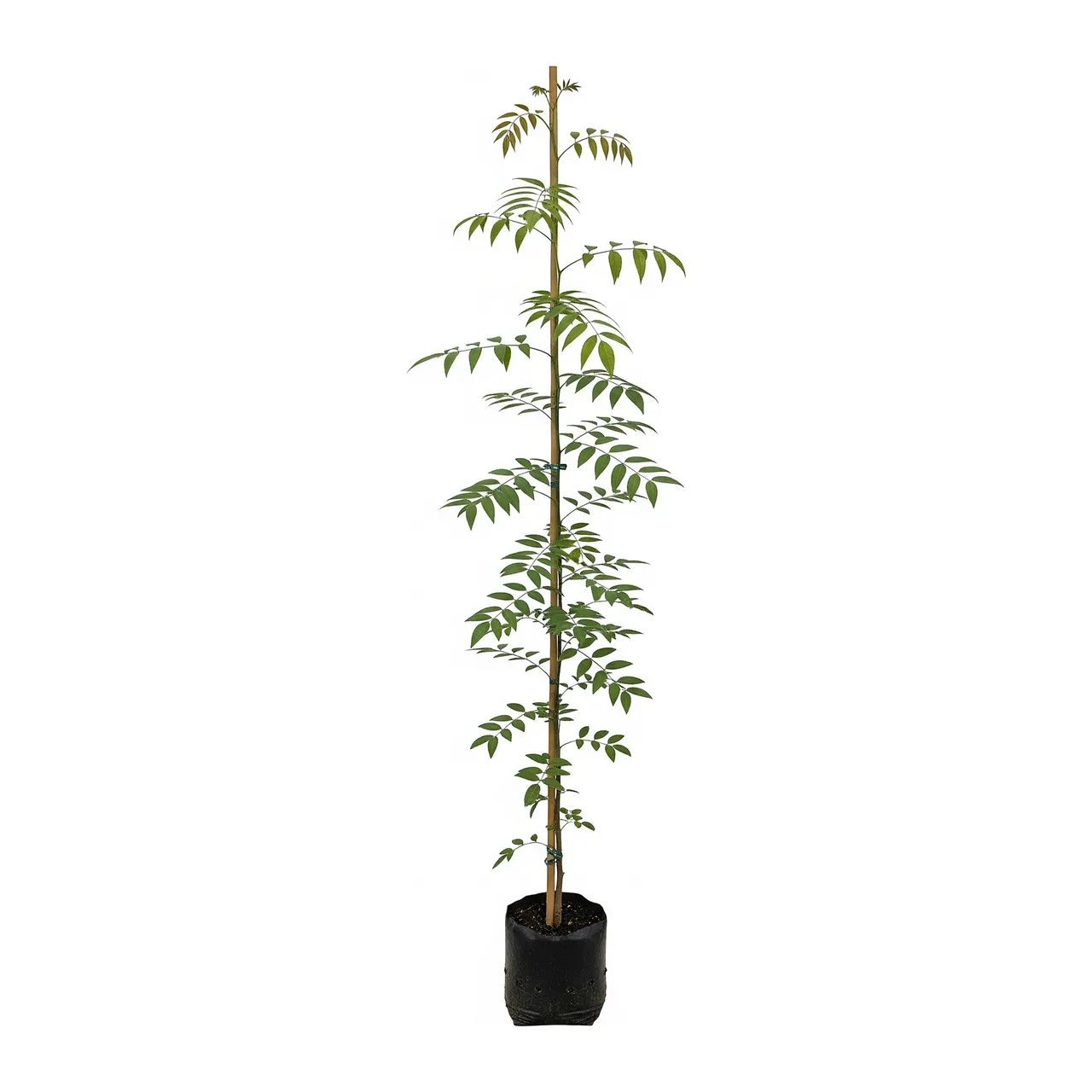 Muda de Verbena Muda de Jacarandá da Bahia (Dalbergia nigra)