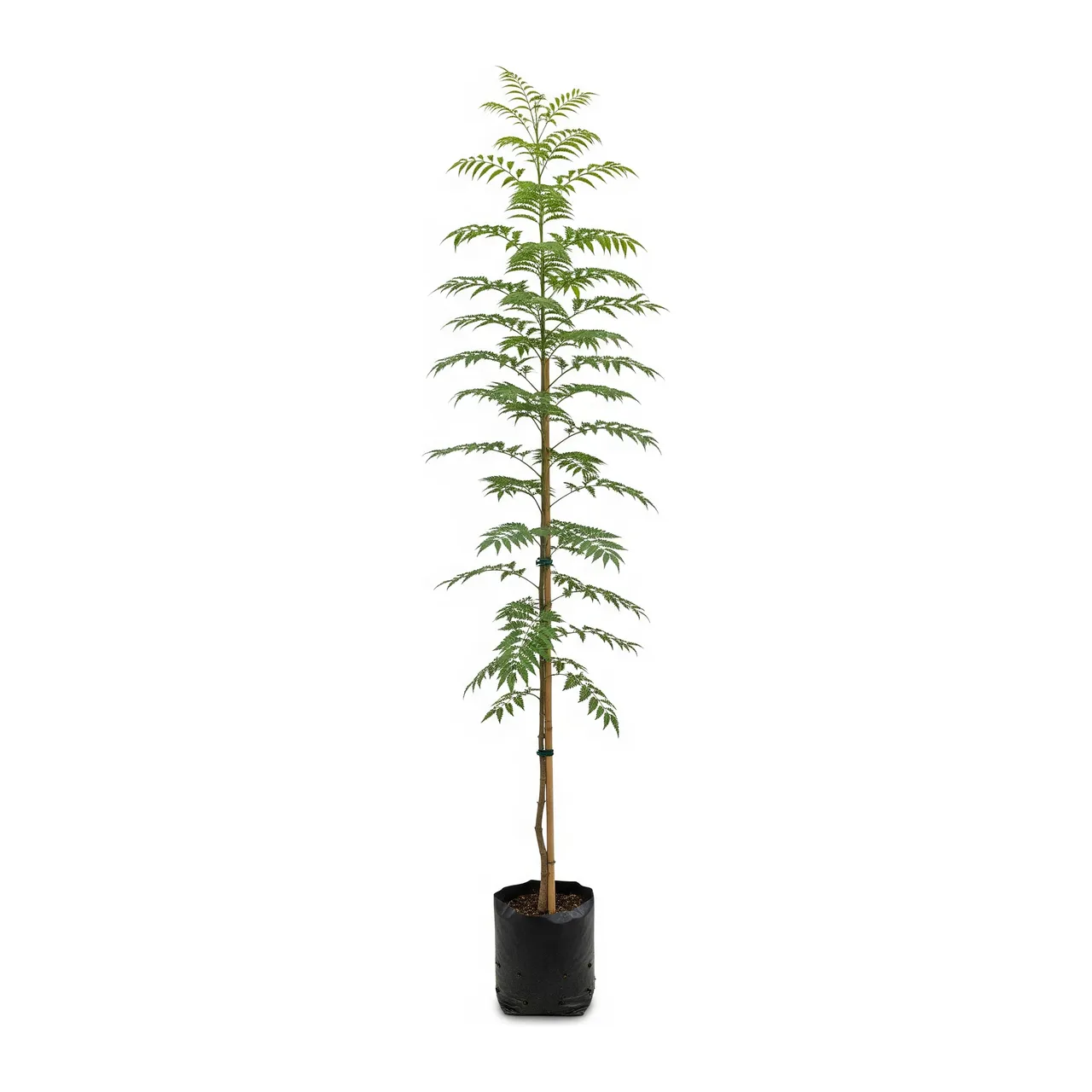 Muda de Verbena Muda de Jacarandá Mimoso (Jacaranda mimosifolia)
