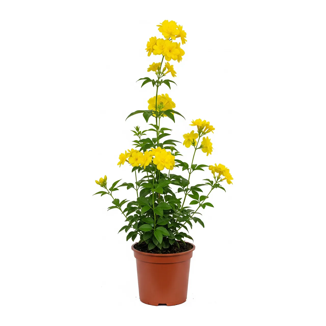 Muda de Jasmim Amarelo em saco de viveiro, fundo branco