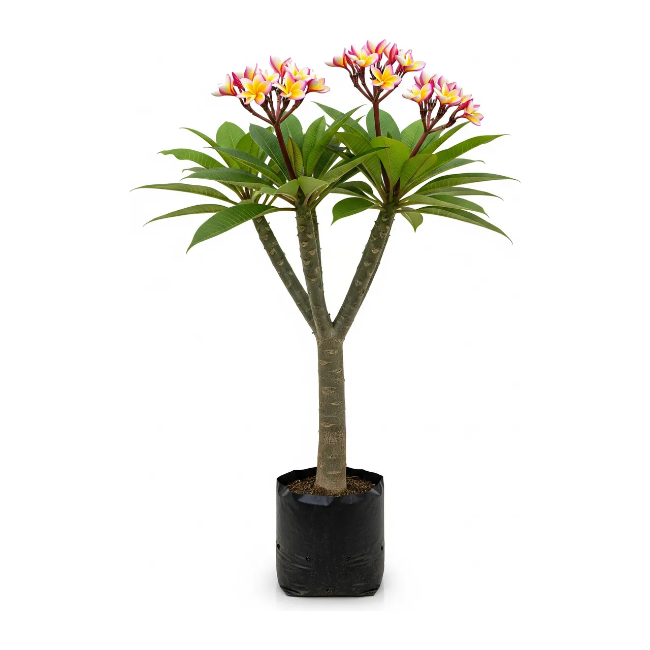 Muda de Verbena Muda de Jasmim Manga (Plumeria rubra)