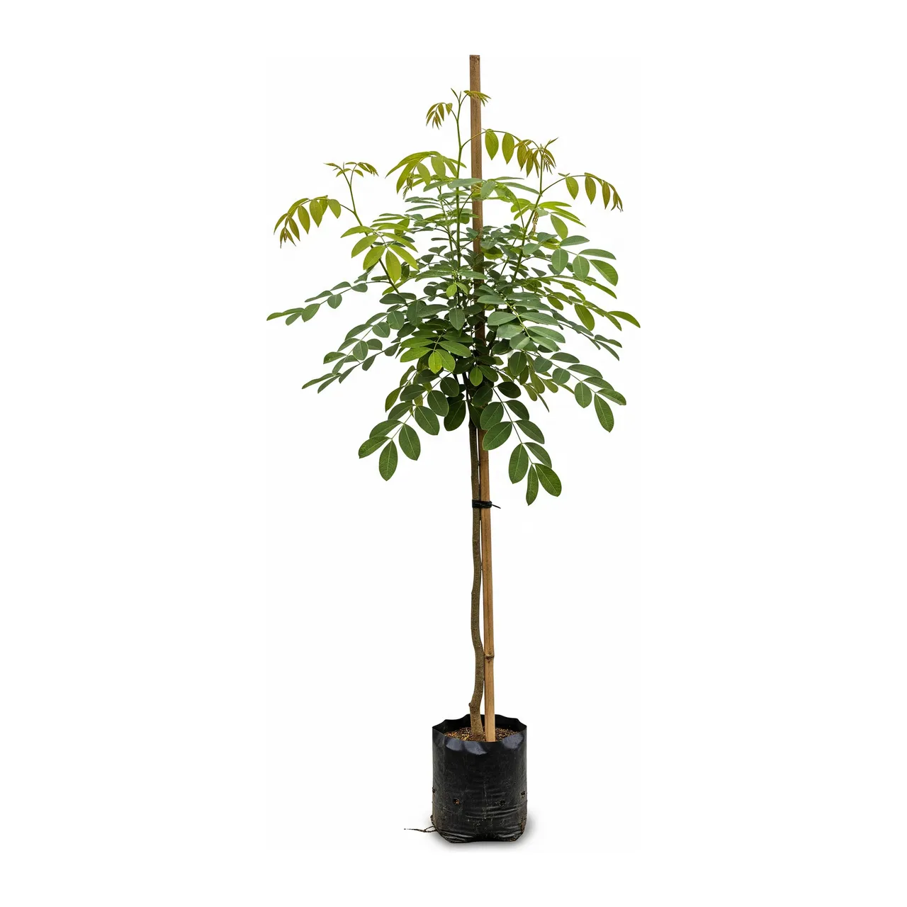 Muda de Verbena Muda de Jatobá (Hymenaea courbaril)