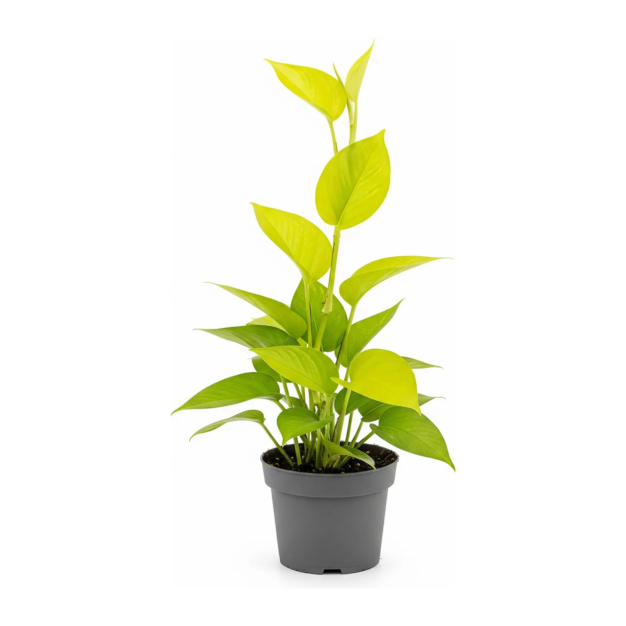 Muda de Jiboia Limão (Epipremnum aureum)