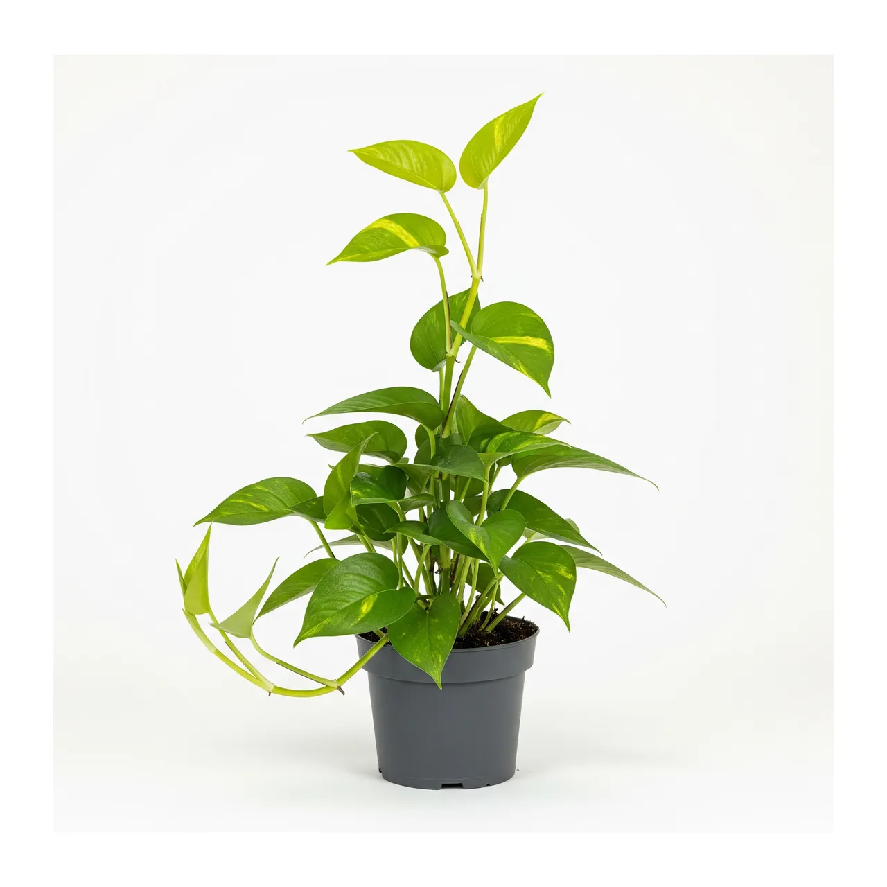 Muda de Jiboia (Epipremnum aureum)