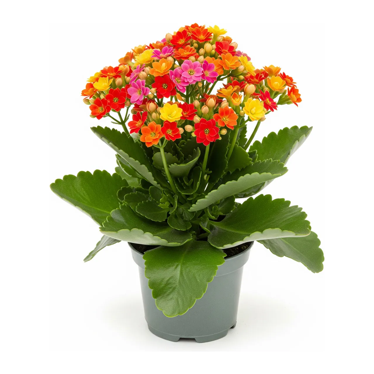 Muda de Kalanchoe em saco de viveiro, fundo branco
