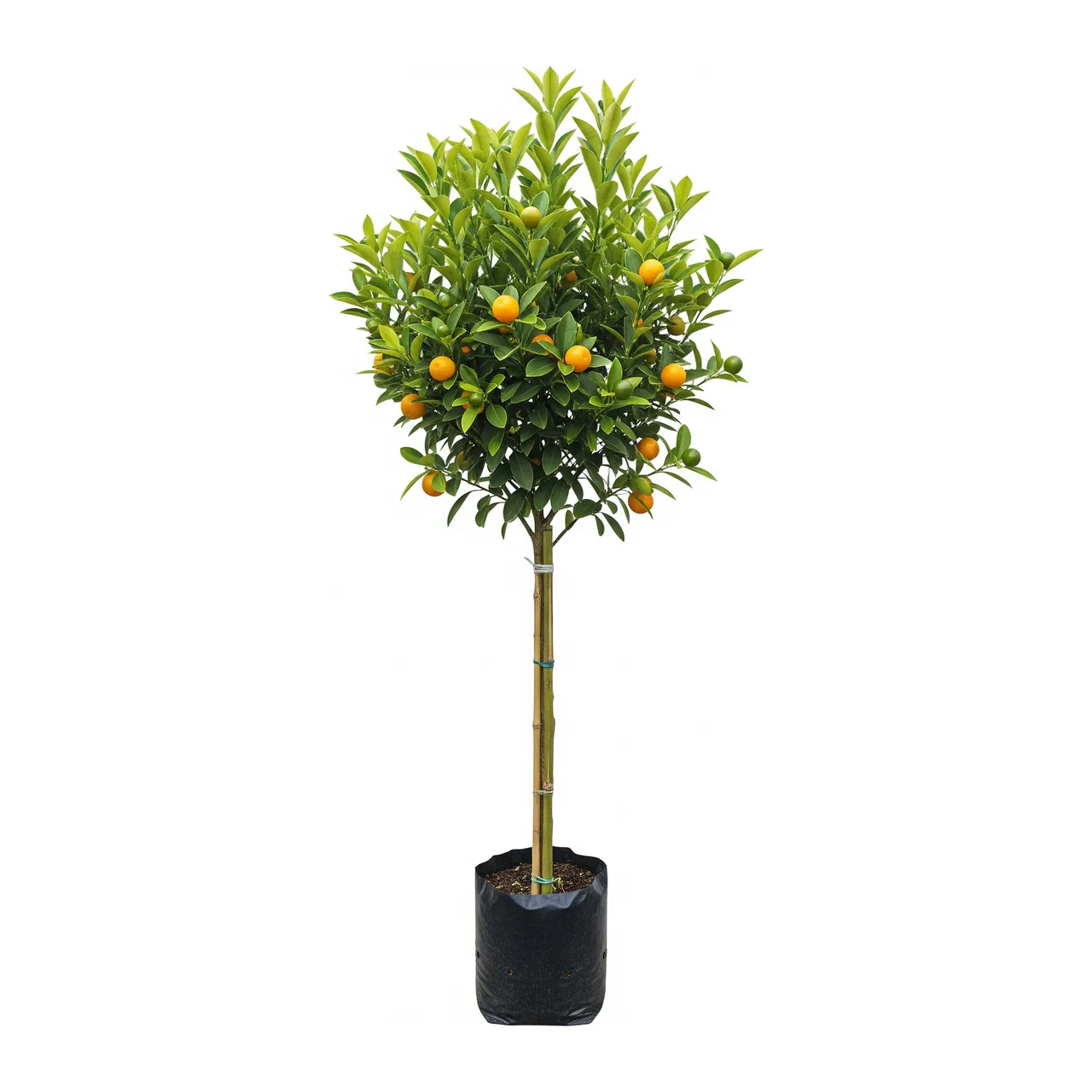 Muda de Kumquat em saco de viveiro, fundo branco