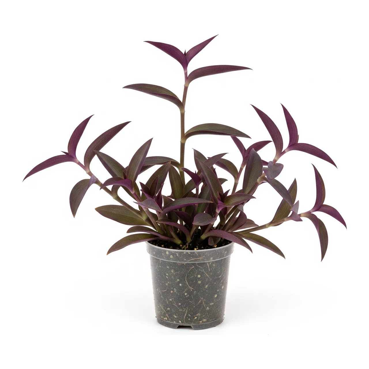 Muda de Lambari Roxo (Tradescantia pallida)