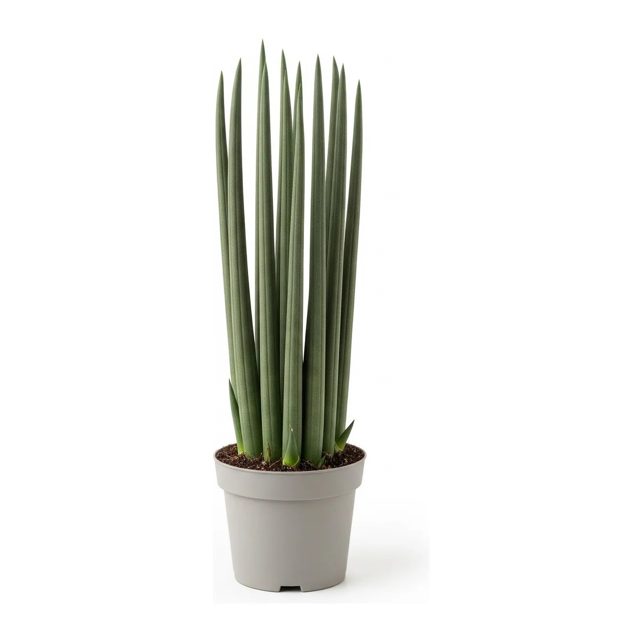 Muda de Lança de São Jorge (Dracaena angolensis)
