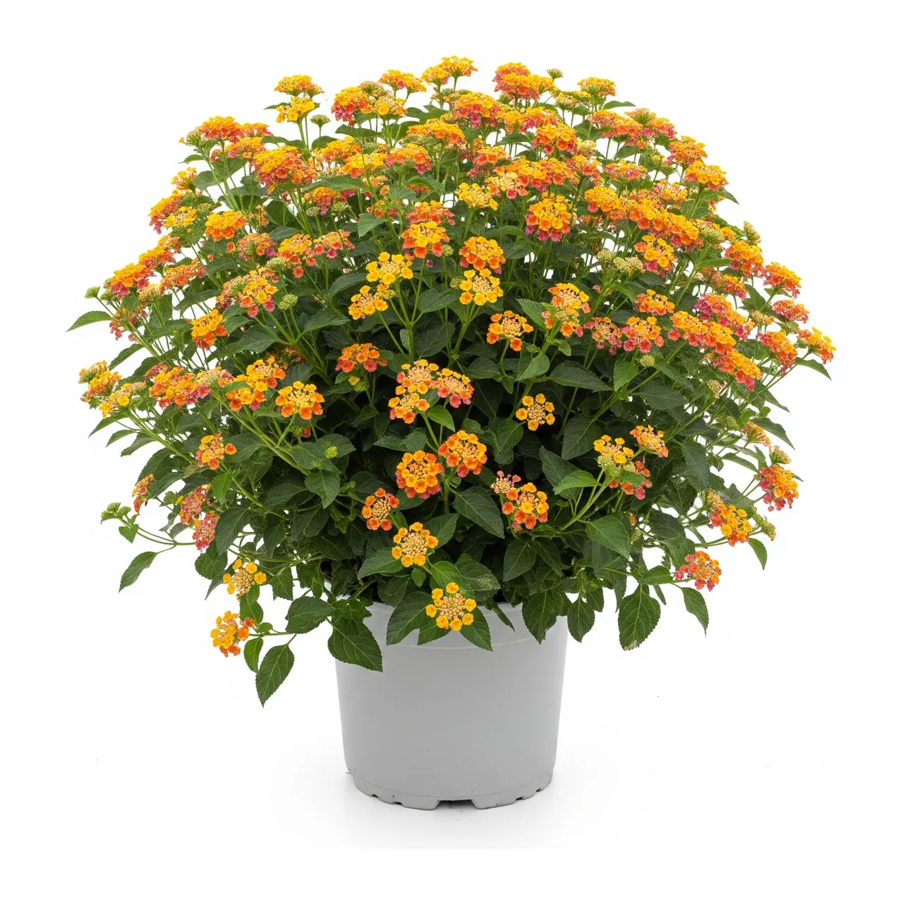 Muda de Lantana em saco de viveiro, fundo branco