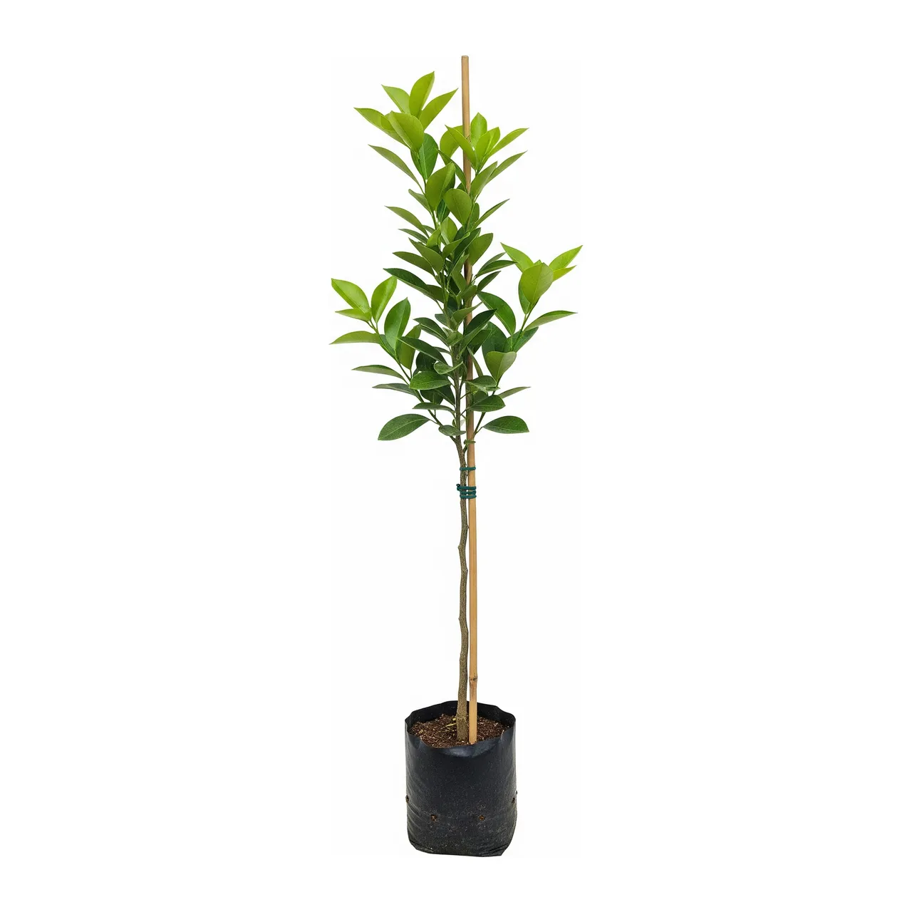 Muda de Laranja Barão em saco de viveiro, fundo branco
