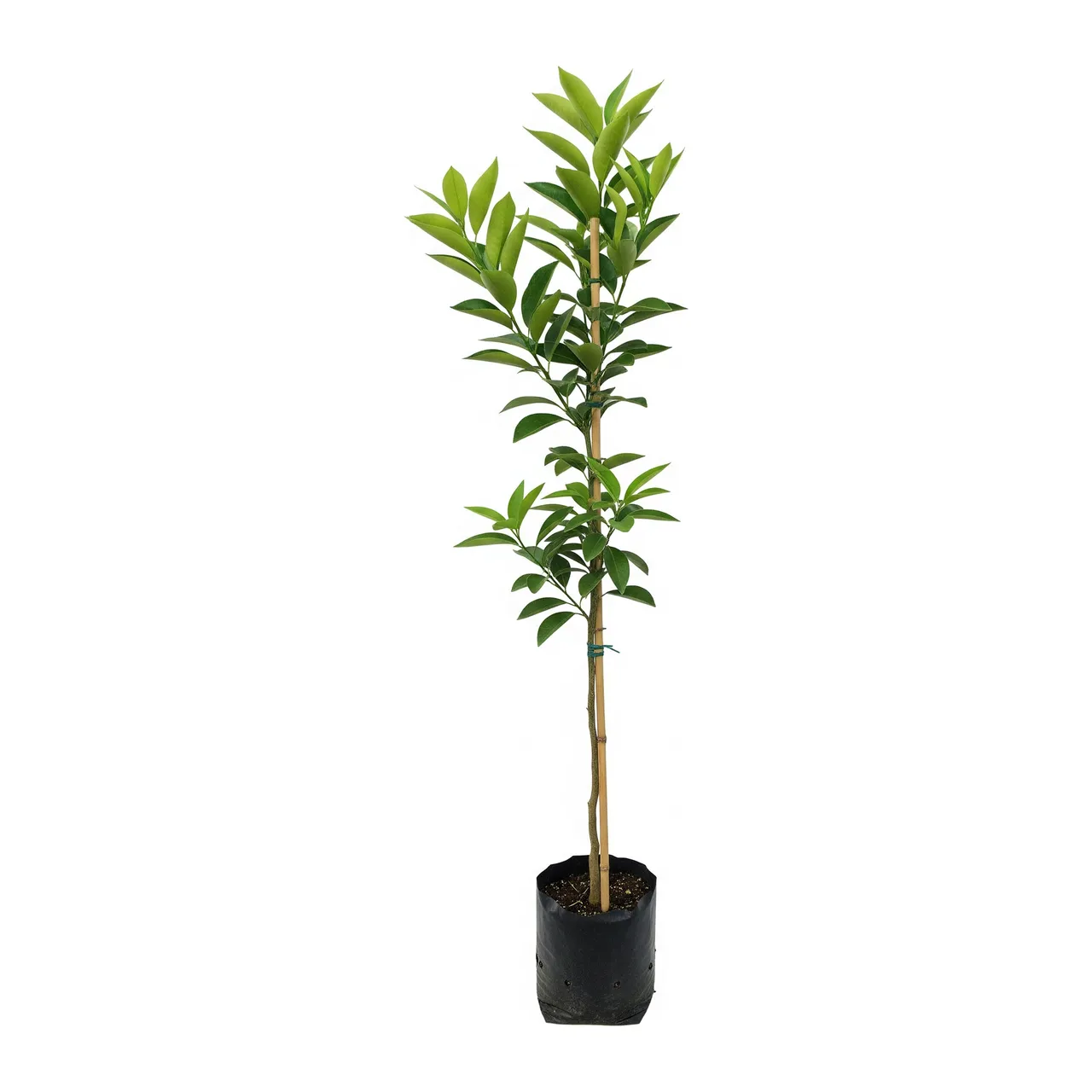 Muda de Laranja da Terra em saco de viveiro, fundo branco