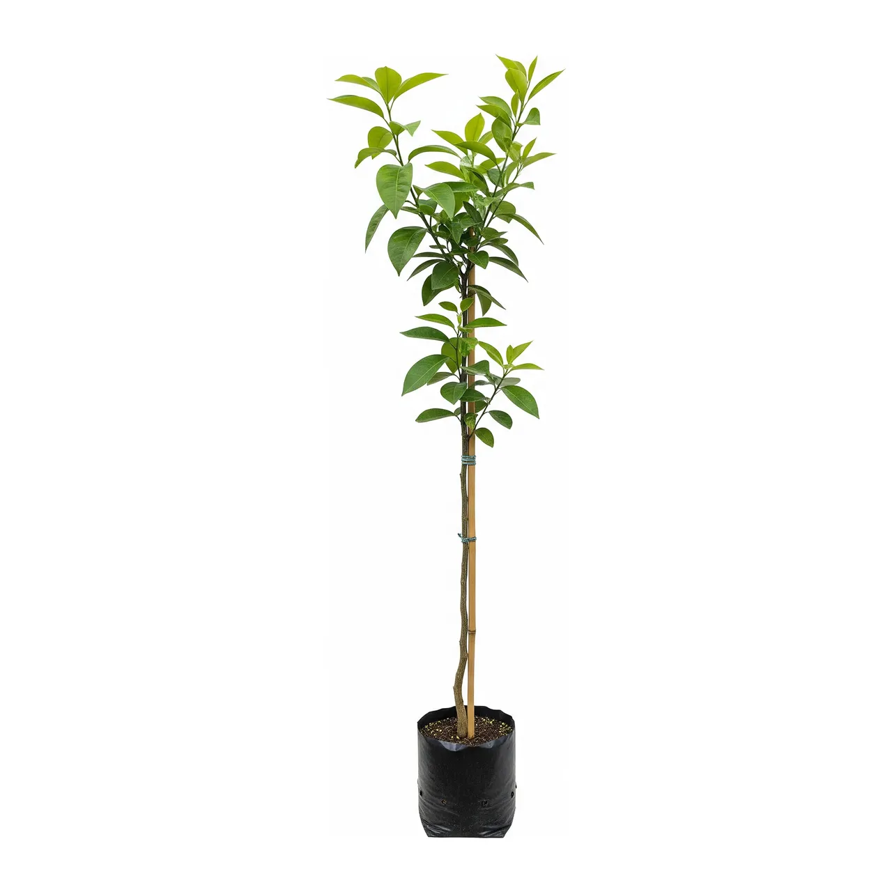 Muda de Laranja Folha Murcha em saco de viveiro, fundo branco