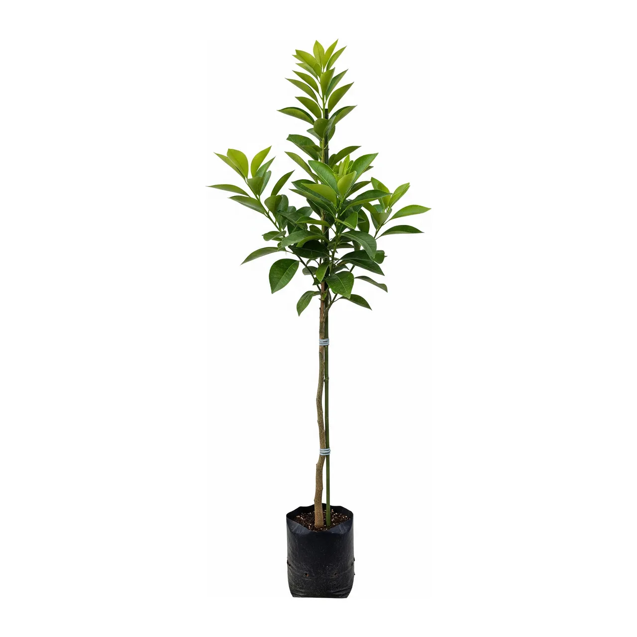 Muda de Laranja Natal em saco de viveiro, fundo branco