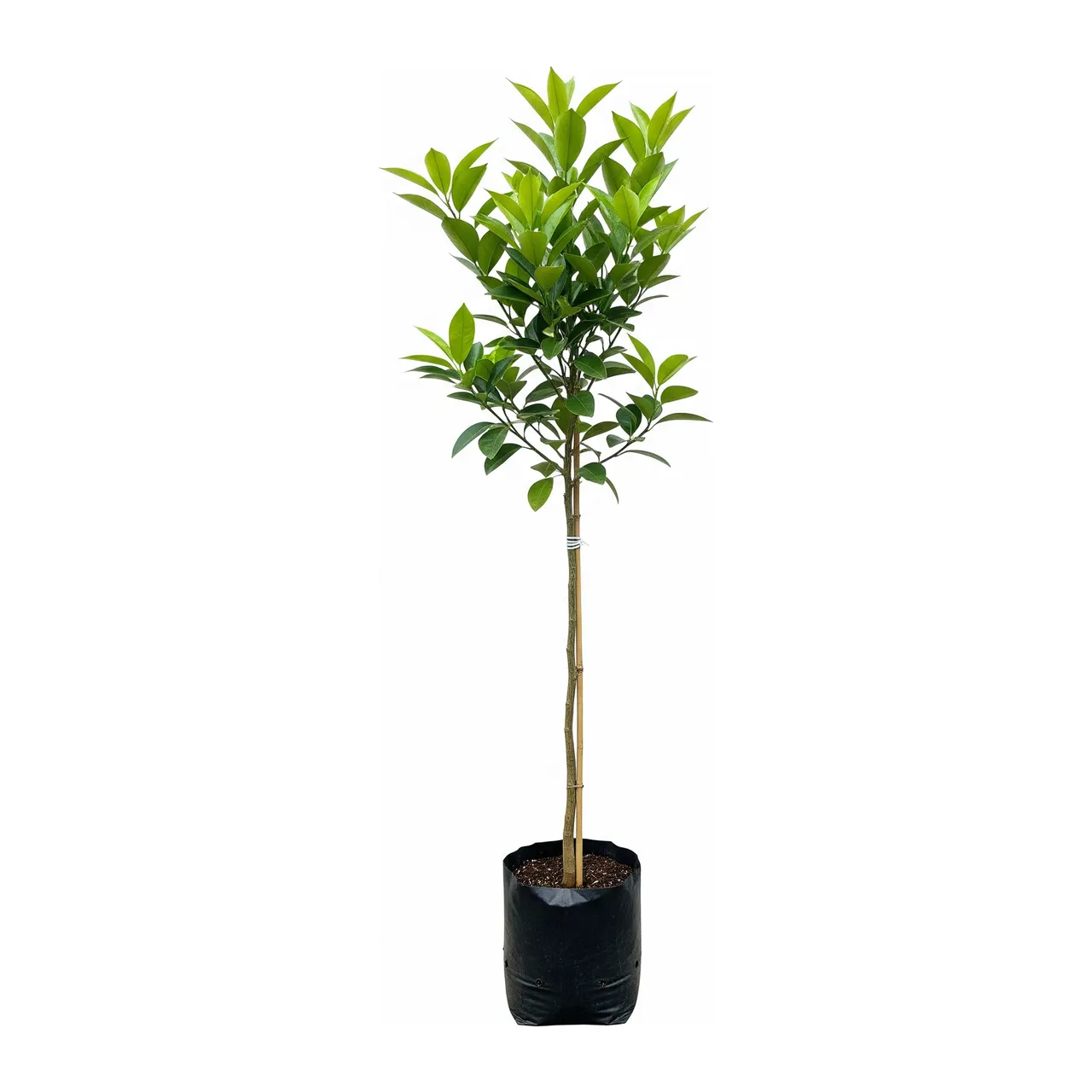 Muda de Laranja Sanguínea em saco de viveiro, fundo branco