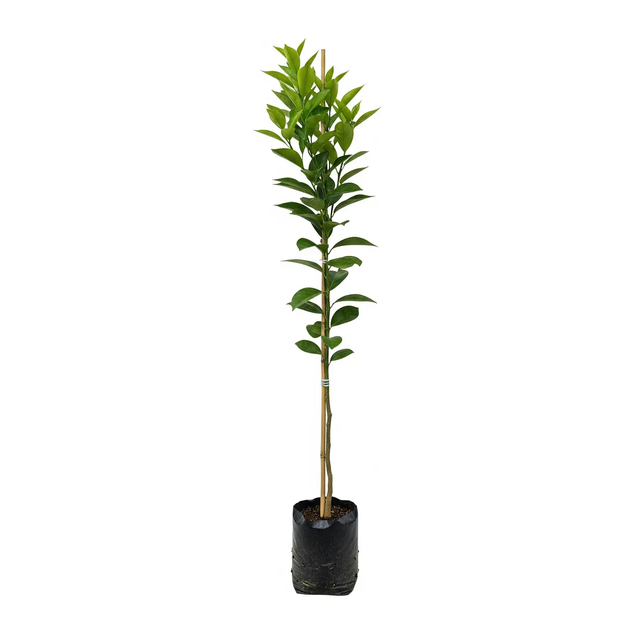 Muda de Laranja Westin em saco de viveiro, fundo branco