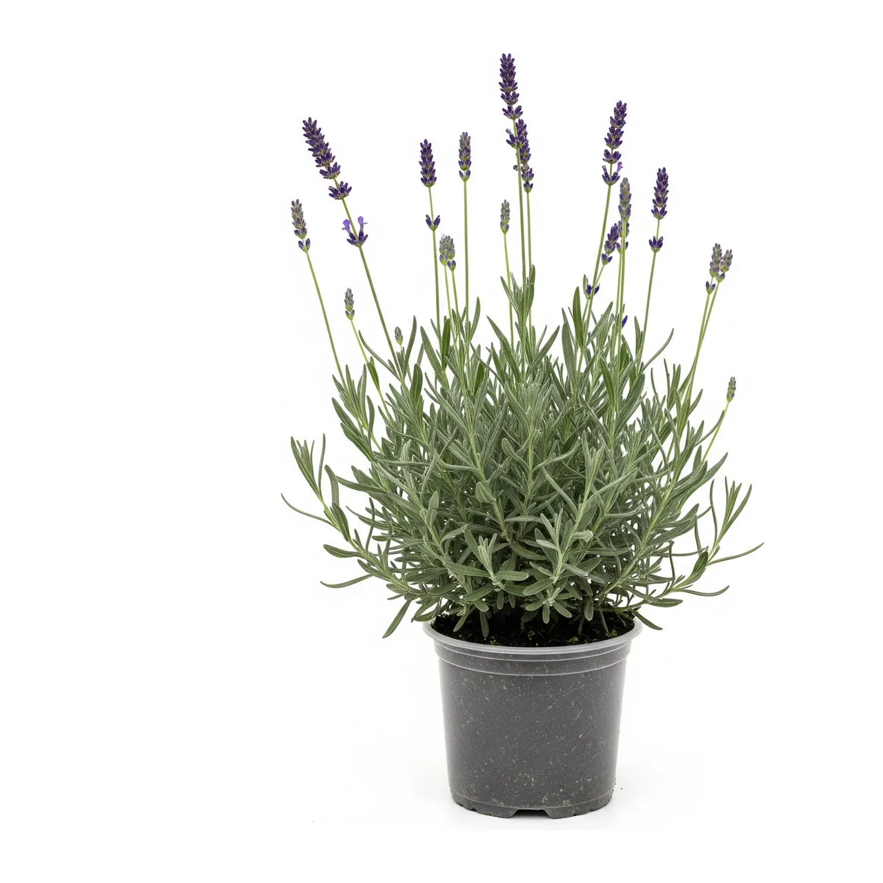 Muda de Lavanda em saco de viveiro, fundo branco