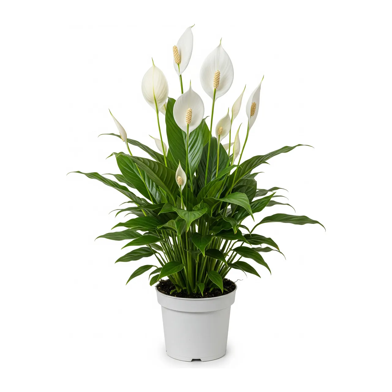 Muda de Lírio da Paz (Spathiphyllum wallisii)