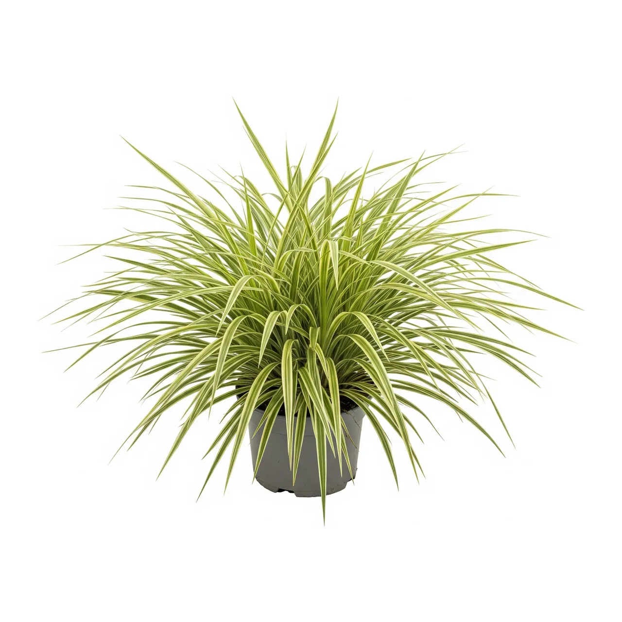 Muda de Liríope-variegata em saco de viveiro, fundo branco
