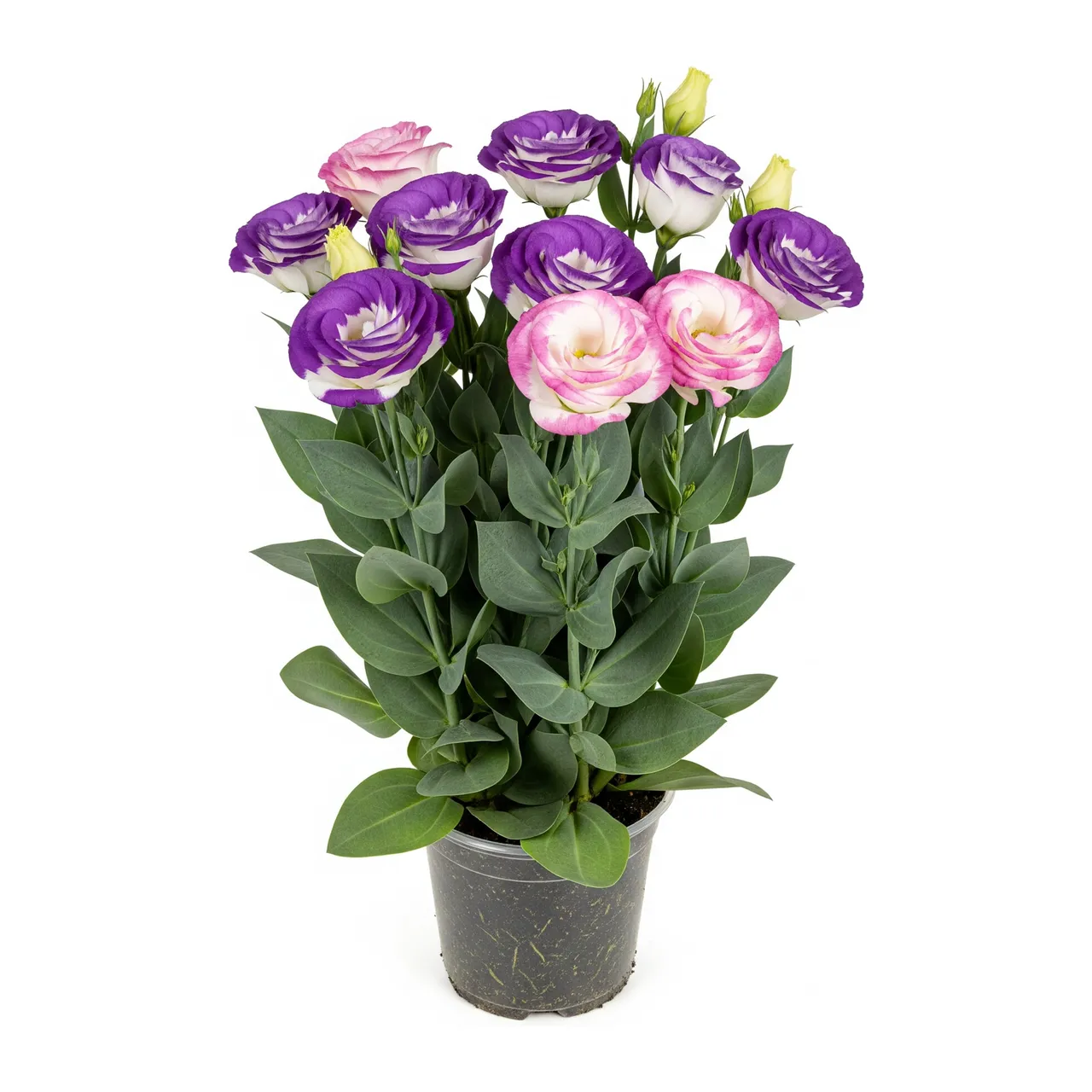 Muda de Lisianthus em saco de viveiro, fundo branco