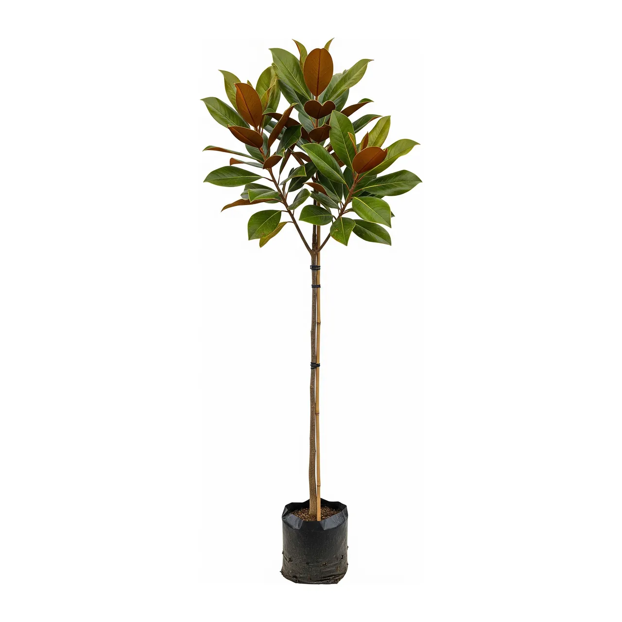 Muda de Magnólia (Magnolia grandiflora)