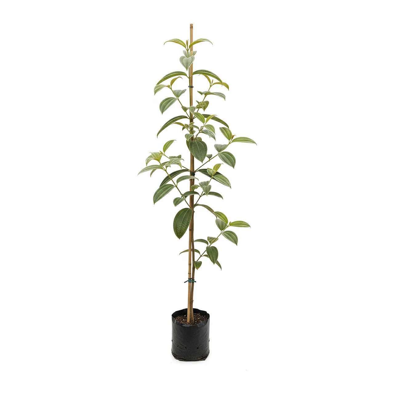 Muda de Verbena Muda de Manacá da Serra (Tibouchina mutabilis)