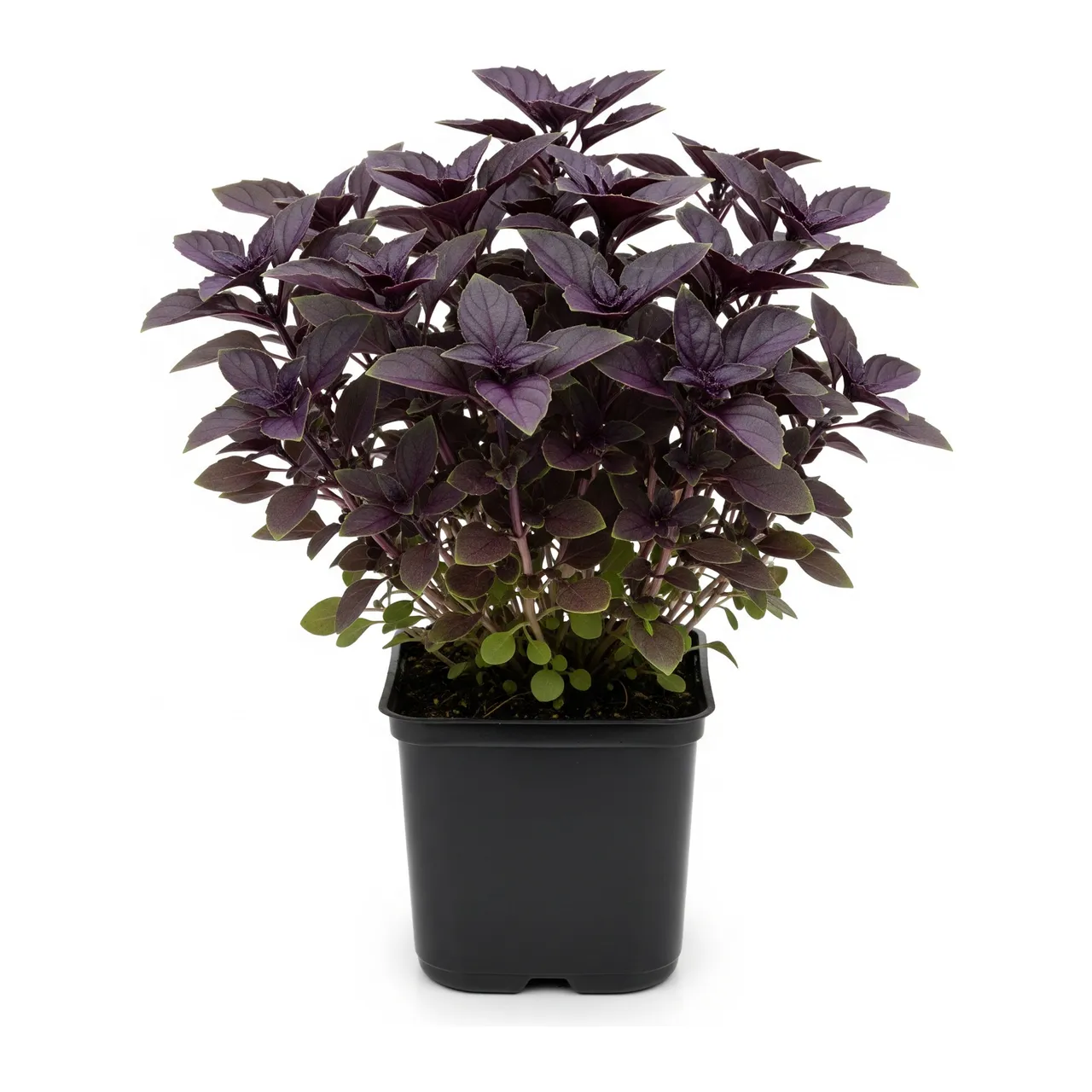 Muda de Manjericão-roxo em saco de viveiro, fundo branco
