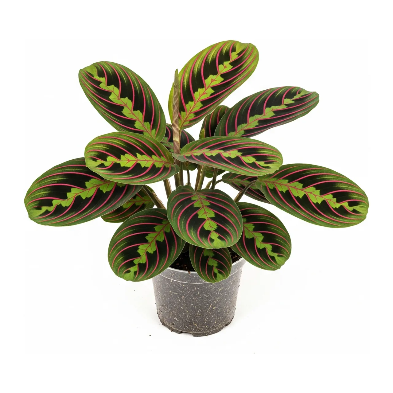 Muda de Maranta (Maranta leuconeura)