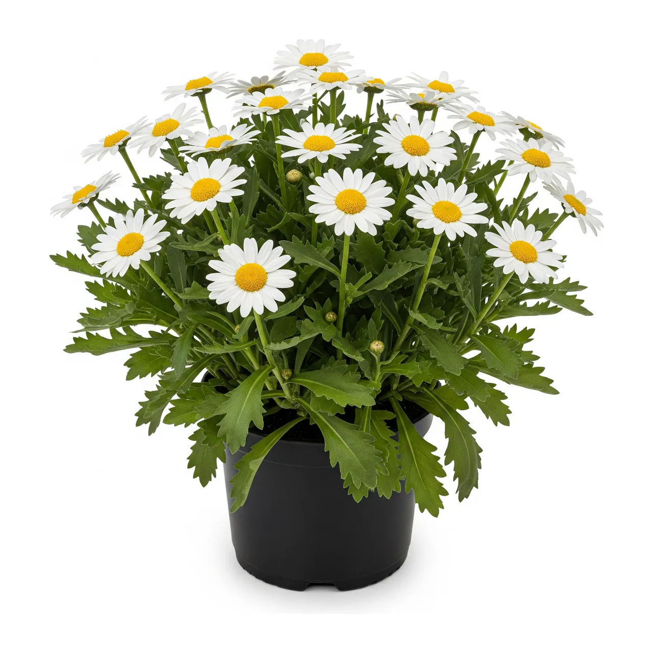 Muda de Margarida em saco de viveiro, fundo branco