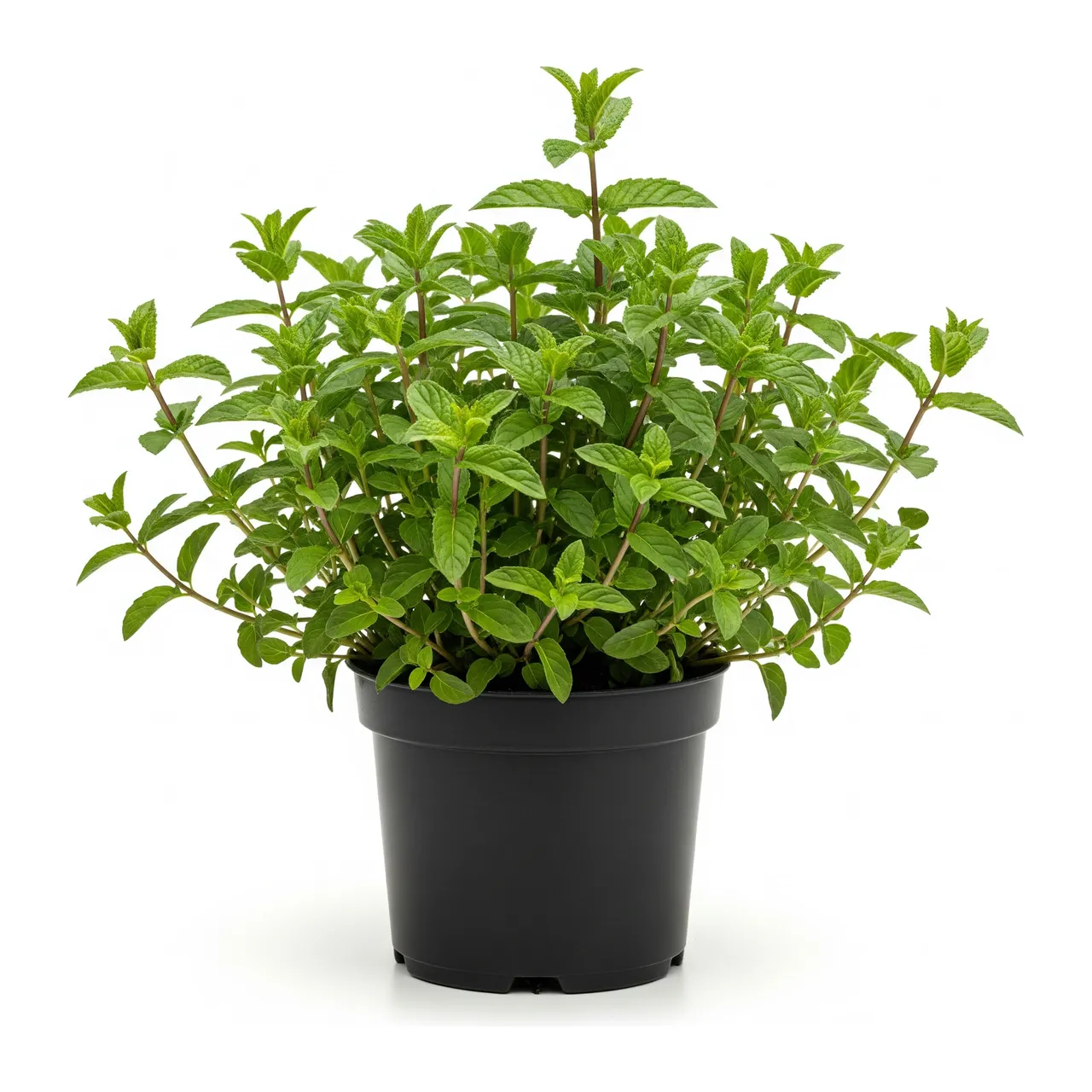 Muda de Menta em saco de viveiro, fundo branco