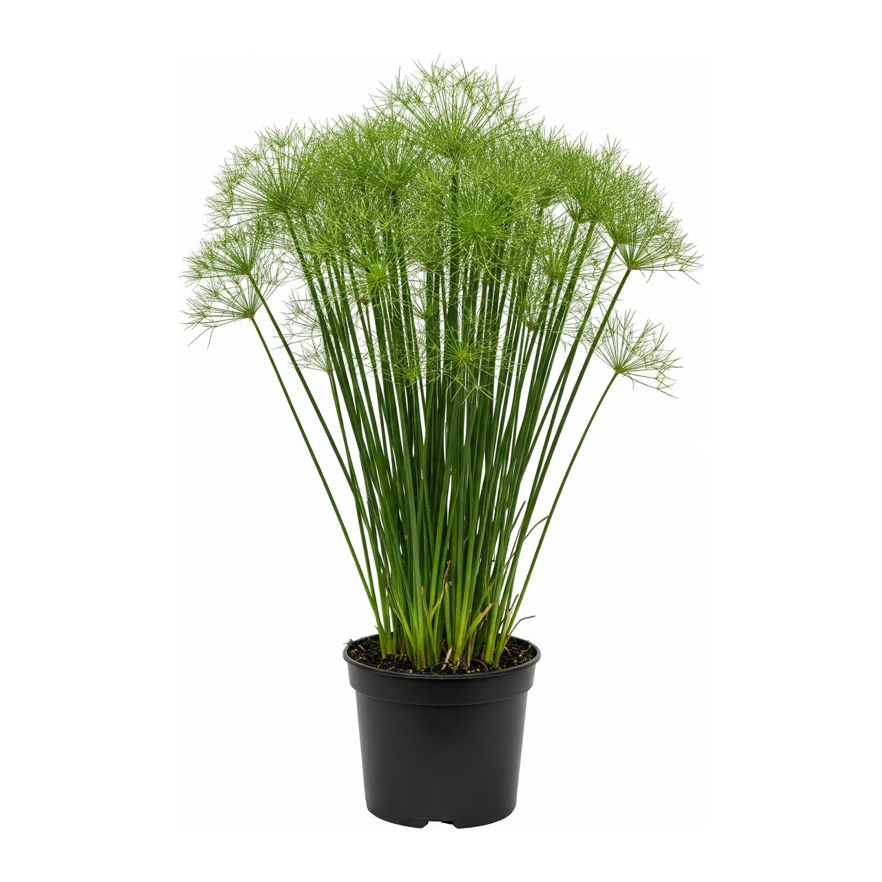 Muda de Mini Papiro (Cyperus prolifer)