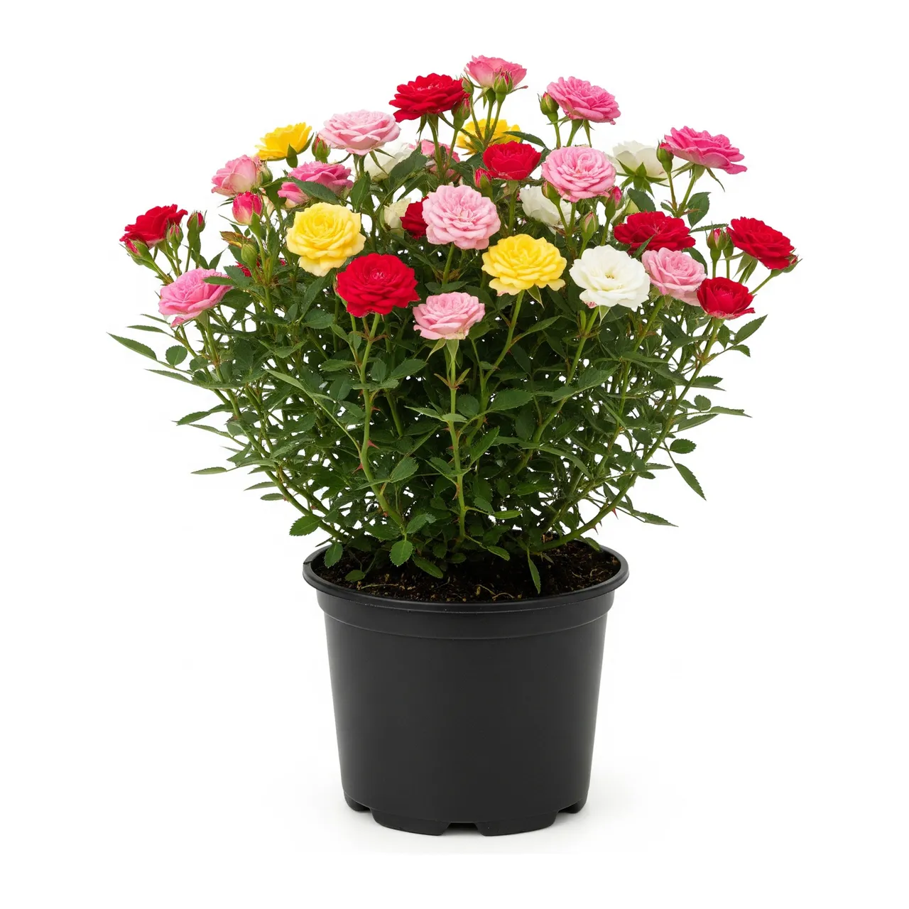 Muda de Mini Rosa em saco de viveiro, fundo branco
