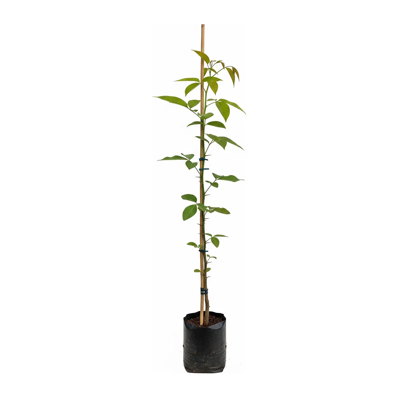 Muda de Mulungu (Erythrina mulungu)