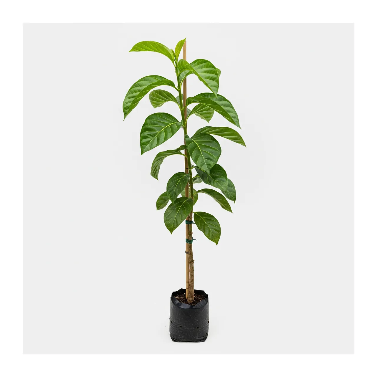 Muda de Noni em saco de viveiro, fundo branco