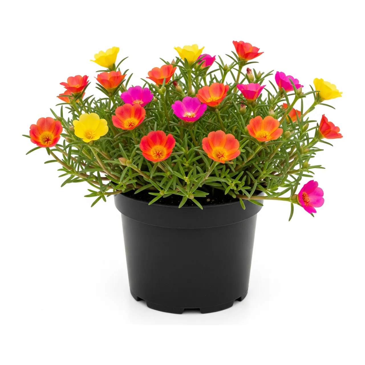 Muda de Onze Horas (Portulaca grandiflora)