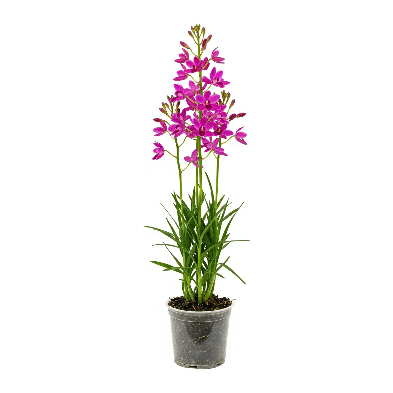 Muda de Orquídea Bambu em saco de viveiro, fundo branco