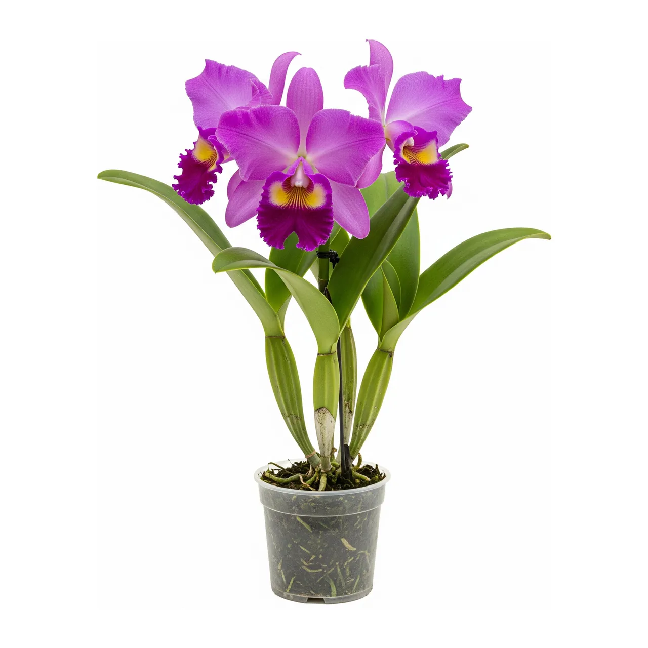 Muda de Orquídea Cattleya em saco de viveiro, fundo branco