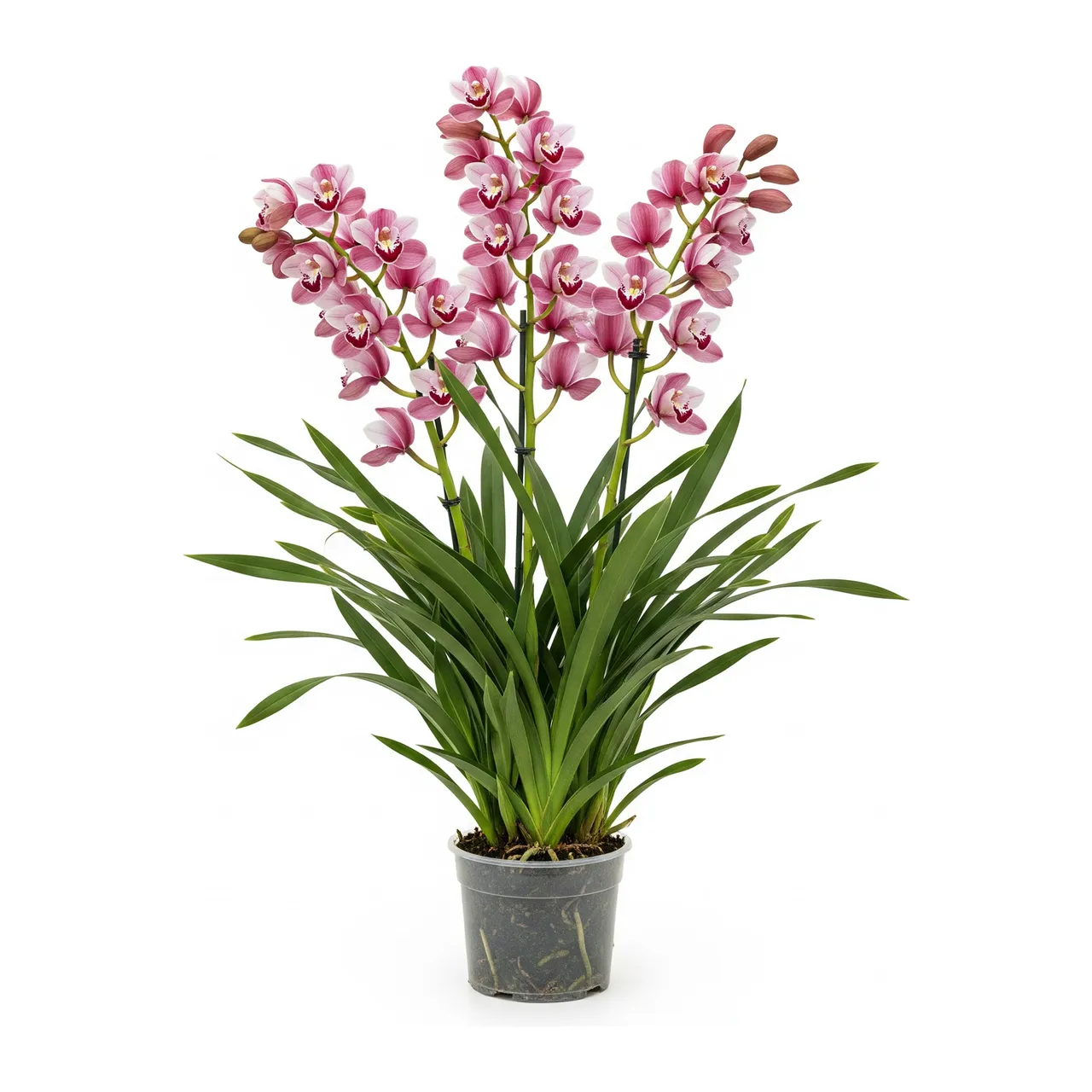 Muda de Orquídea Cymbidium em saco de viveiro, fundo branco