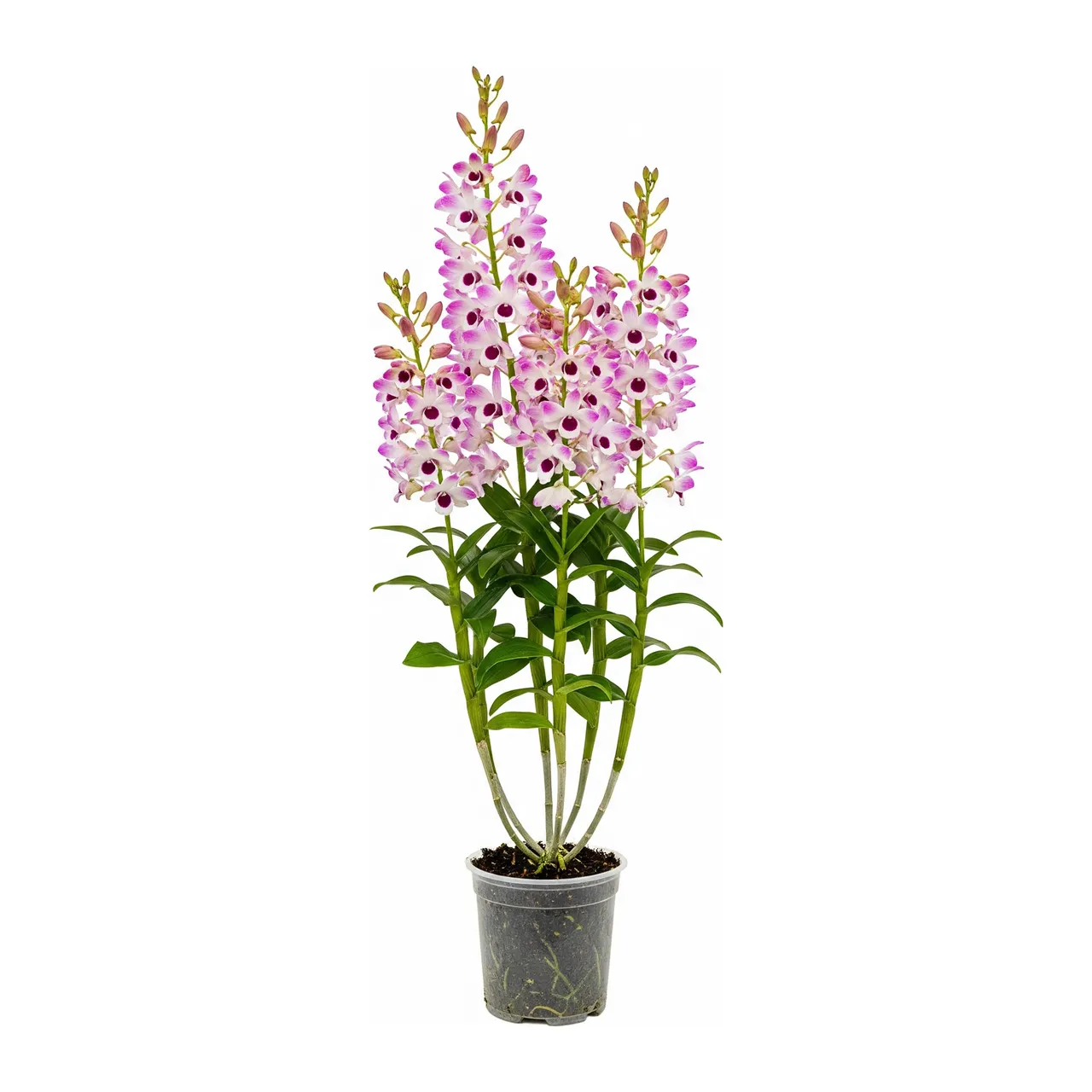Muda de Orquídea Dendrobium em saco de viveiro, fundo branco