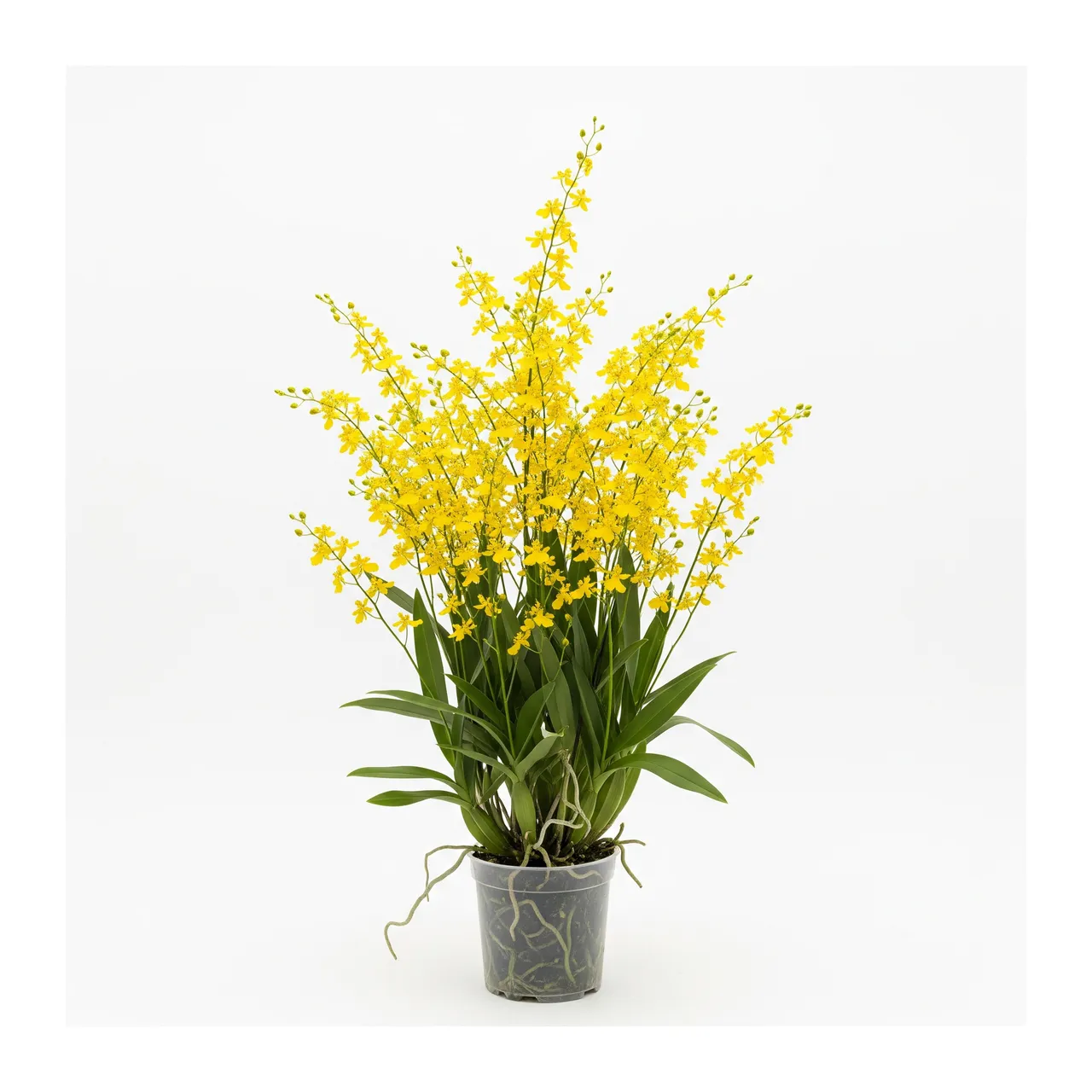 Muda de Orquídea Oncidium em saco de viveiro, fundo branco