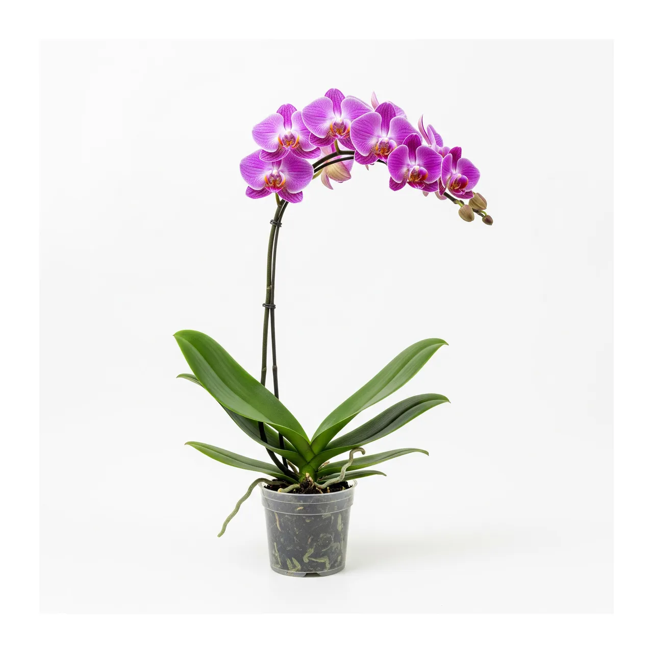 Muda de Orquídea Phalaenopsis em saco de viveiro, fundo branco