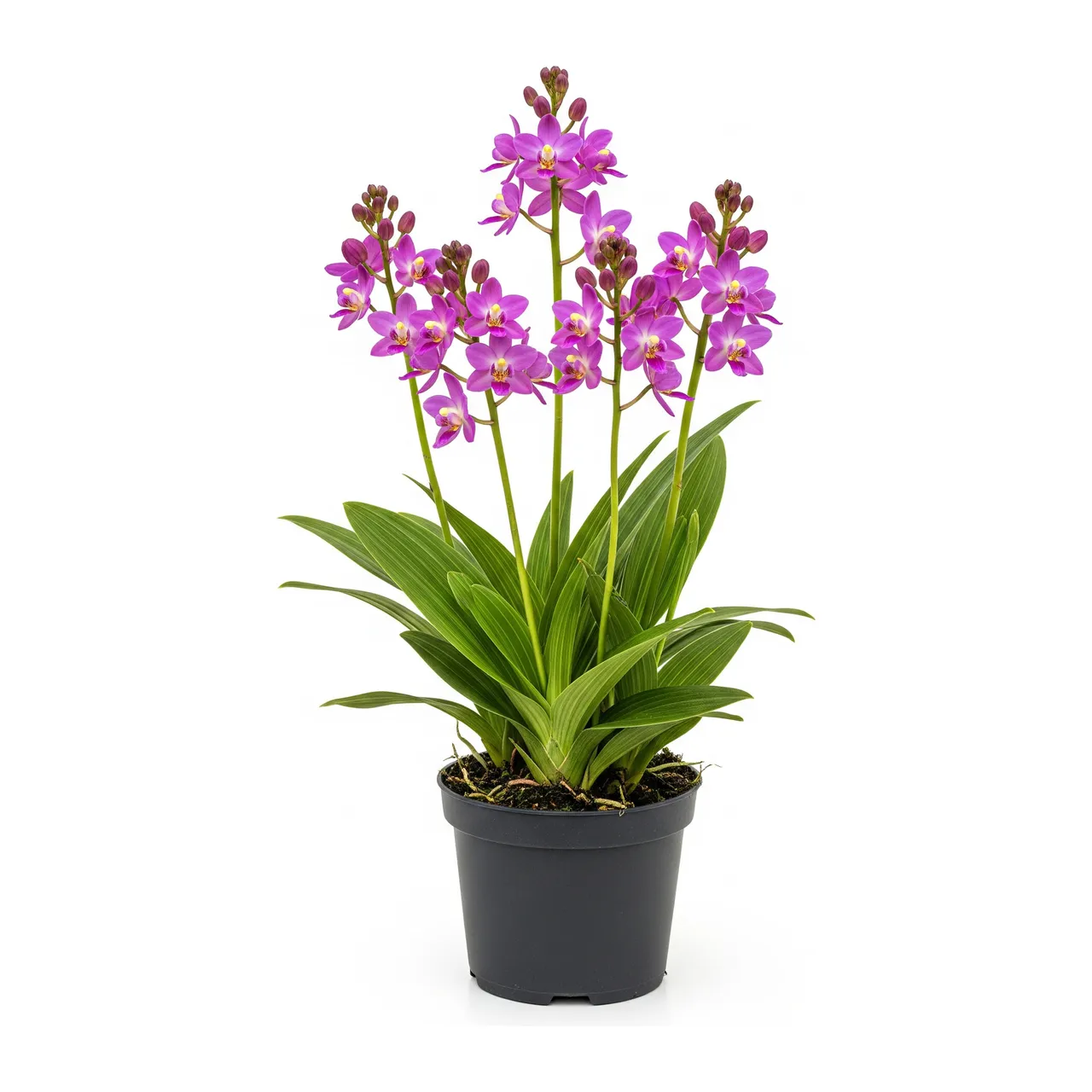 Muda de Orquídea Terrestre em saco de viveiro, fundo branco